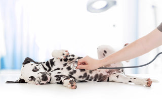 How to Find the Right Veterinarian for Your Pet and You