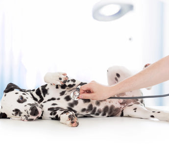 How to Find the Right Veterinarian for Your Pet and You