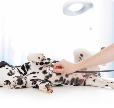 How to Find the Right Veterinarian for Your Pet and You