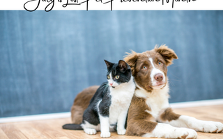 Six Steps to Help Prevent Lost Pets