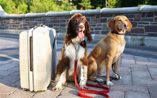Pet Friendly Travel Tips and Checklists