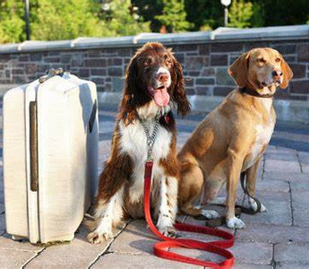 Pet Friendly Travel Tips and Checklists