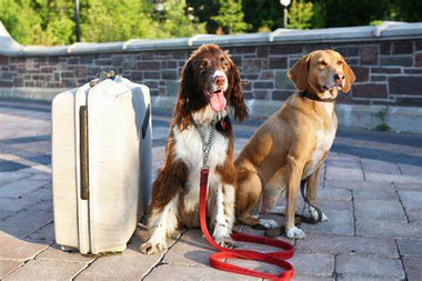 Pet Friendly Travel Tips and Checklists