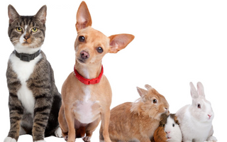 August is National Pet Immunization Awareness Month